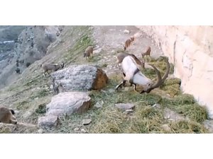 Doğaya bırakılan yemleri yiyen keçiler görüntülendi