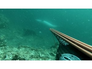 Çanakkale Boğazı’nda ters yüzen yunus balığı sualtı kamerasıyla görüntülendi