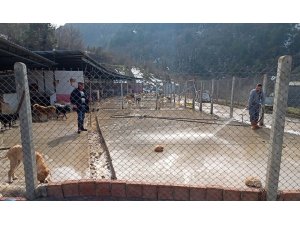 Devrek’te Sokak hayvanları barınağa yerleştirildi