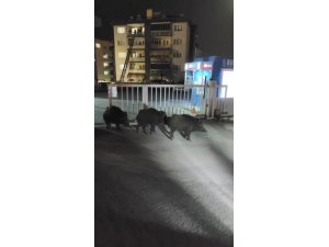 Bursa’da aç kalan domuzlar sokağa indi