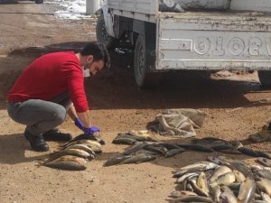 Yumurtlama dönemindeki balıkları avlayanlara 6 bin 400 TL ceza