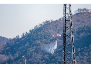 Japonya’daki orman yangını kontrol altına alındı