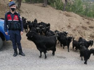 Fatma teyzenin kaybolan keçilerini jandarma buldu
