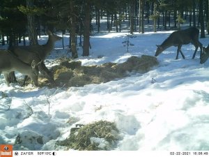 Türkmen Dağı’ndaki geyikler fotokapanla görüntülendi