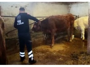 Amasya’da 112 ekibi, karantinadaki yaşlı kadının ineklerini besledi