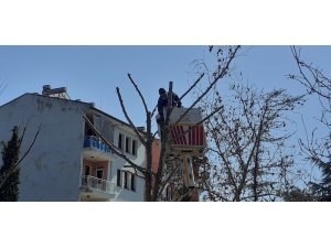 Osmancık’ta belediye ekipleri ağaçları buduyor