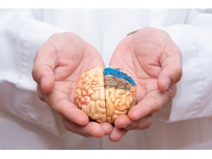 Beyin hakkında doğru sanılan 15 yanlış