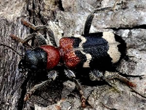 Türk Bilim adamı tarafından "11 yeni böcek türü"keşfedildi