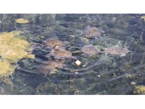 Denizli’nin ’Kaplumbağa terbiyecisi’ su kaplumbağalarını yalnız bırakmıyor