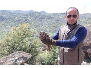 Yaralı halde devlete sığınan baykuş tedavisinin ardından doğaya salındı
