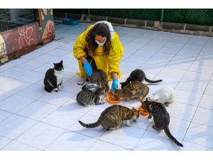 Buca’da engelli kedilere 5 yıldızlı hizmet