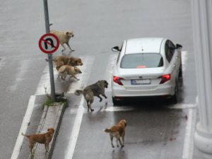 Başıboş köpekler yoldan geçen araçlara saldırdı