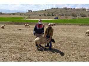 Elazığ’da kayıp koyunlar jandarma tarafından bulundu