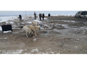 Karaman’da sokak hayvanlarına yem bırakıldı
