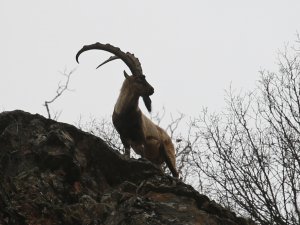 Tunceli’de dağ keçisi av ihaleleri iptal edildi