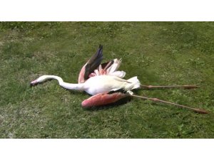 İzmir’de telef olan flamingoların ölüm sebebi belli oldu