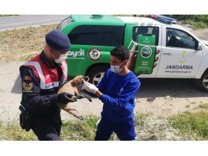 Yaralı köpeğe Aydın Büyükşehir Belediyesi ekipleri sahip çıktı