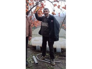 Devrilen ağacın altında kalan orman işçisi hayatını kaybetti