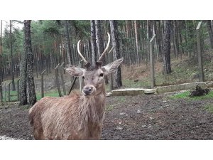 Eskişehir’den Kahramanmaraş’a 5 kızıl geyik gönderildi
