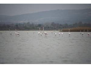 Göç eden flamingolar Çanakkale Tarihi Ala’nda durakladı