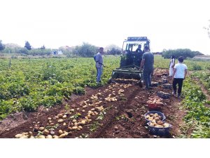 Datça’da ilk turfanda Patates hasadı