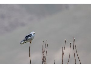 Akçaylak kuşu Van’da ilk kez görüntülendi