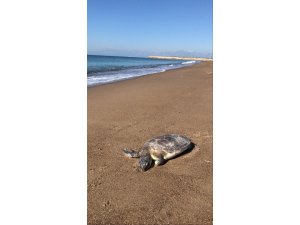 Antalya’da caretta caretta ölüsü sahile vurdu