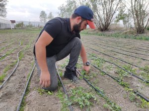 Amasyalı genç çiftçinin seracılık merakı, hayatının dönüm noktası oldu