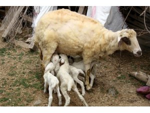 Bir batında 7 kuzu doğuran koyun şaşırttı