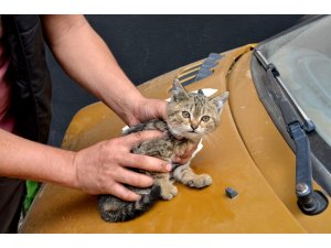 Duyarlı vatandaştan otomobilin sürücüsüne not: "Kaputta kedi var"