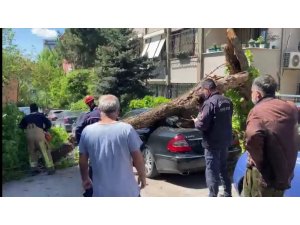 Kadıköy’de otomobillerin üzerine ağaç devrildi
