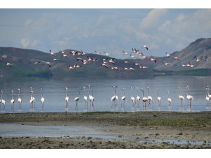 Van Gölü Havzası’nın narin kuşları flamingolar