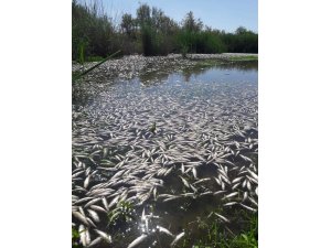 Dicle Nehrinde binlerce ölü balık kıyıya vurdu