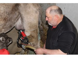 Pandemi şifa deposu deve sütüne talebi artırdı