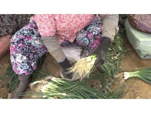 Tire’de taze soğan hasadı devam ediyor
