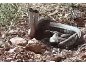 Dünya’nın en zehirli yılanları Şanlıurfa’da görüldü