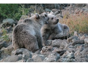 Öğretim üyesinden Nemrut’un maskotu kardeş ayılar için uyarı