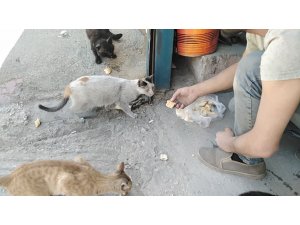 Aç kalan kedileri vatandaşlar elleriyle besledi