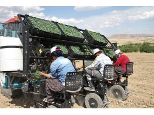 Bir çok ülkeye satılan kurutmalık domatesin fideleri toprakla buluştu