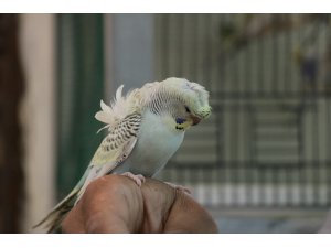 Gençlerin yeni tutkusu muhabbet kuşu