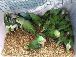 İstanbul’da kanatlı hayvan operasyonu: 38 İskender papağanı kurtarıldı