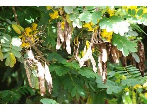 Açlık otu tüketenler dikkat