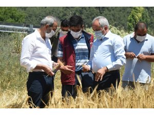 Tarsus Belediyesinin ektiği ata tohumlar hasat edildi