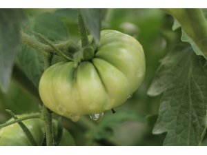 Baba kız, ata tohumunu korumak için 5 yıldır domates üretiyor