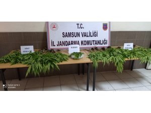 Çarşamba’da 81 kök kenevir ele geçirildi