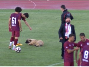 Sevimli köpek önce futbolcularla antrenman yaptı sonra sahadan çıkmadı