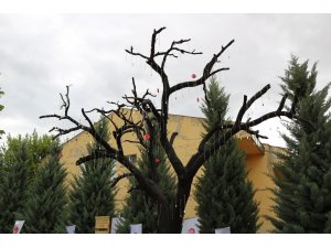 Kırşehir’de Şehitler Ağacı açıldı
