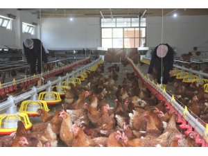 Lise bahçesine kurulan profesyonel tavuk kümesi üretime katkı sağlıyor