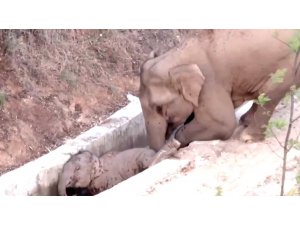 Çin’de su kanalına düşen yavru fili başka bir fil kurtardı