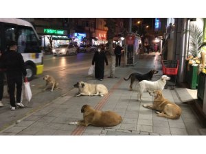 Gemlik’te sokak köpekleri tehlike saçıyor